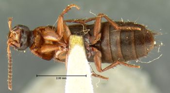 Media type: image;   Entomology 7284 Aspect: habitus ventral view